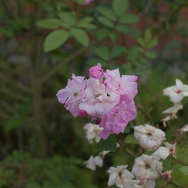 Flores